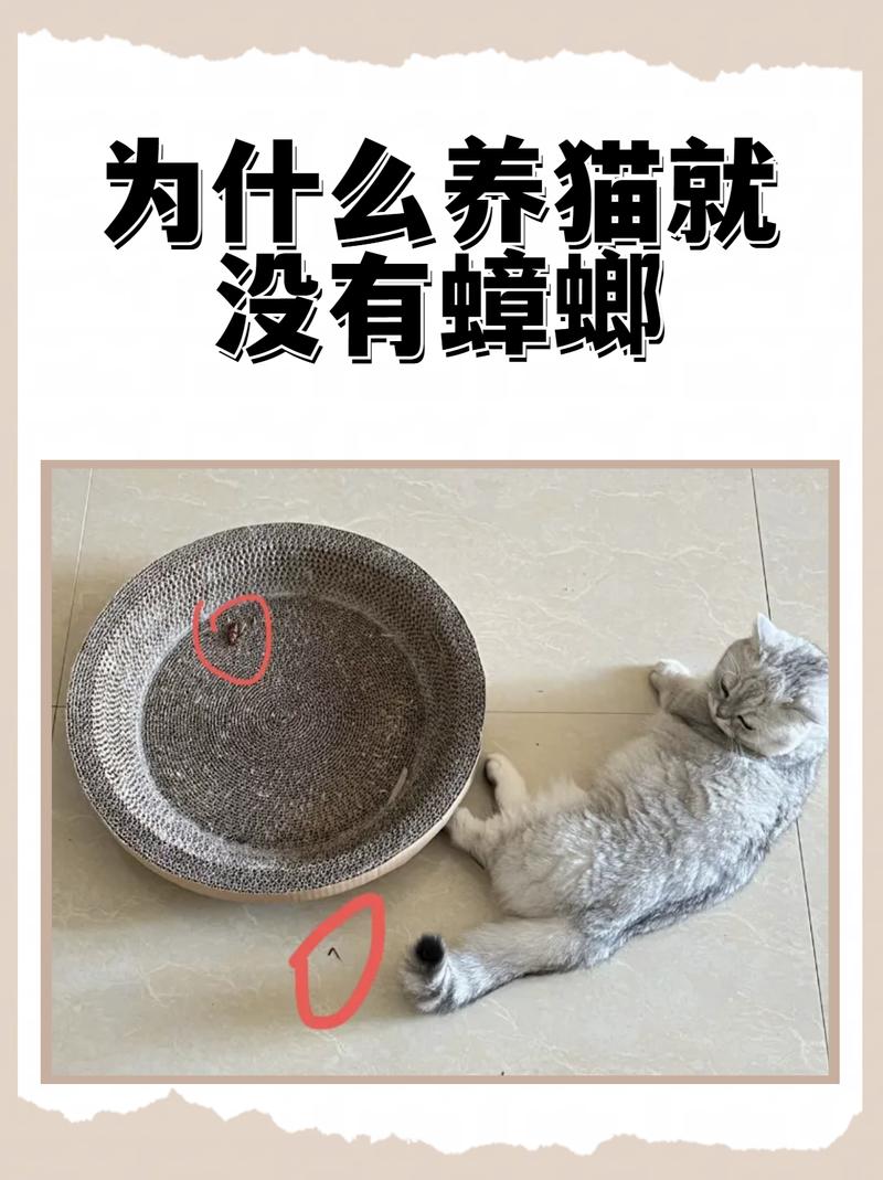 蜘蛛鸡蚂蚁蟋蟀(什么家养宠物吃蟑螂) 蜘蛛鸡蚂蚁蟋蟀(什么家养宠物吃蟑螂)
