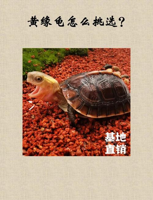 晒躲适宜,水温食物要到位(黄缘龟的养殖方法和注意事项) 晒躲适宜,水温食物要到位(黄缘龟的养殖方法和注意事项)