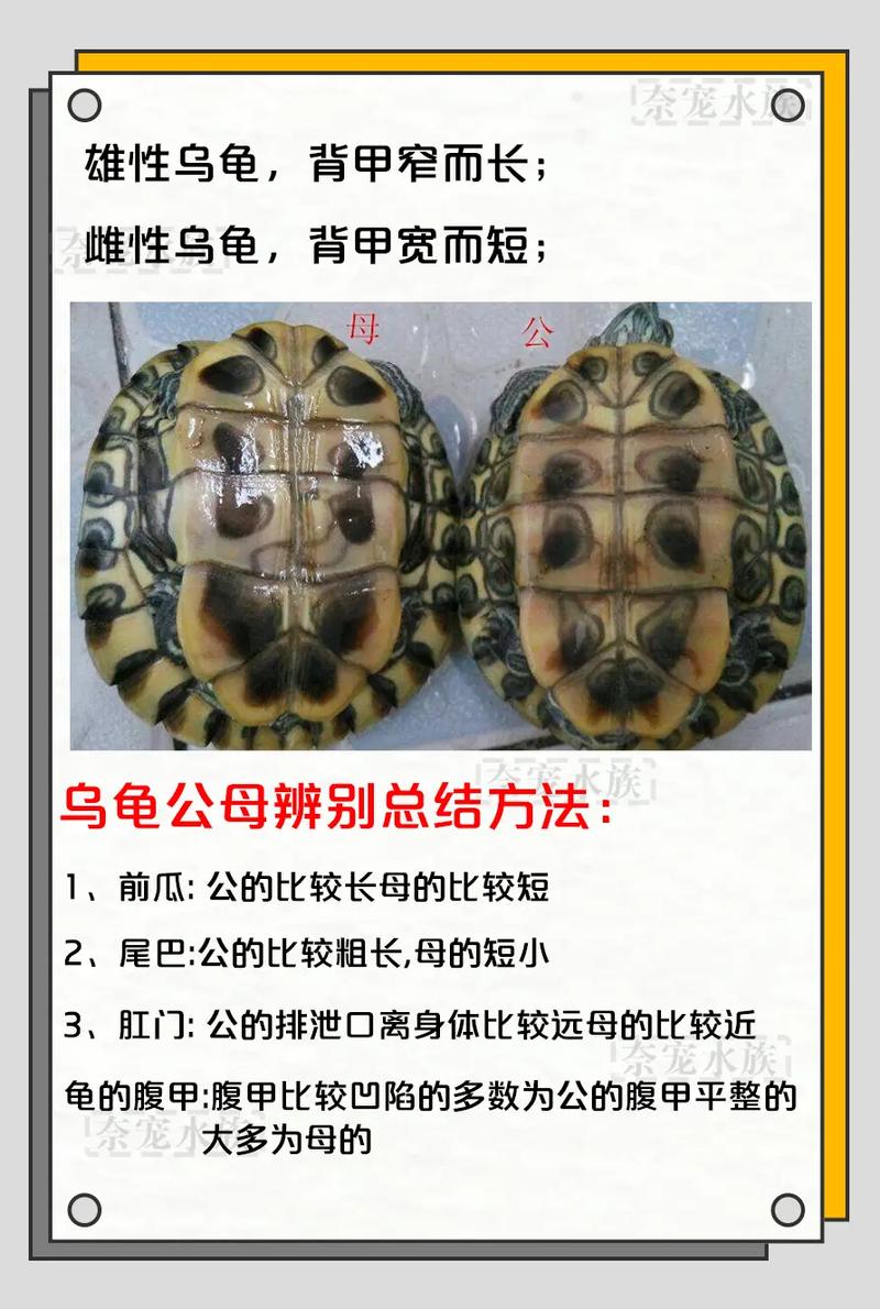 斑点龟公母辨别及饲养要点(斑点龟怎么分公母图解) 斑点龟公母辨别及饲养要点(斑点龟怎么分公母图解)
