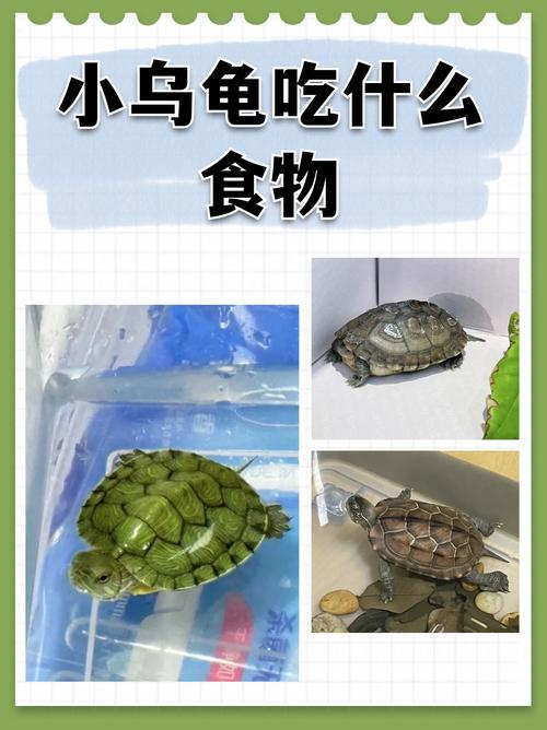 均衡饲料巧搭配(家养小龟吃什么) 均衡饲料巧搭配(家养小龟吃什么)