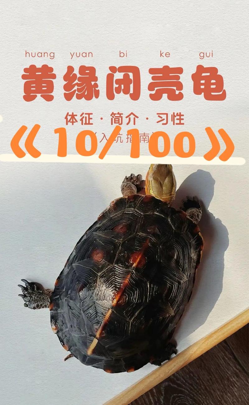 黄缘龟品种多,选哪个看喜好(黄缘龟都有什么品种) 黄缘龟品种多,选哪个看喜好(黄缘龟都有什么品种)