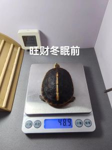 黄缘龟价格高 繁殖少注意养殖（黄缘龟多少钱一只）