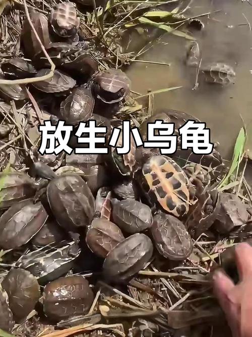 慈悲放生乌龟,念诵口诀皈依(放生乌龟的必念口诀) 慈悲放生乌龟,念诵口诀皈依(放生乌龟的必念口诀)