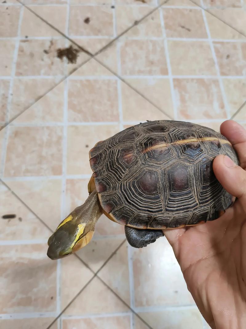 养黄缘闭壳龟合法吗?(养黄缘闭壳龟犯法吗) 养黄缘闭壳龟合法吗?(养黄缘闭壳龟犯法吗)