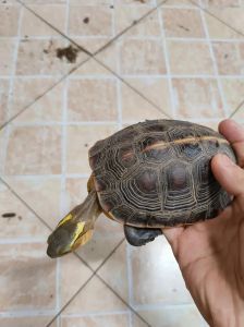 养黄缘闭壳龟合法吗？（养黄缘闭壳龟犯法吗）