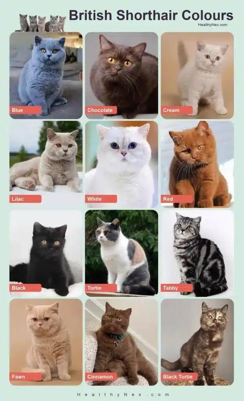 金吉拉阿比西尼亚等猫咪介绍(宠物猫的品种) 金吉拉阿比西尼亚等猫咪介绍(宠物猫的品种)