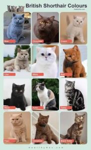 金吉拉阿比西尼亚等猫咪介绍（宠物猫的品种）