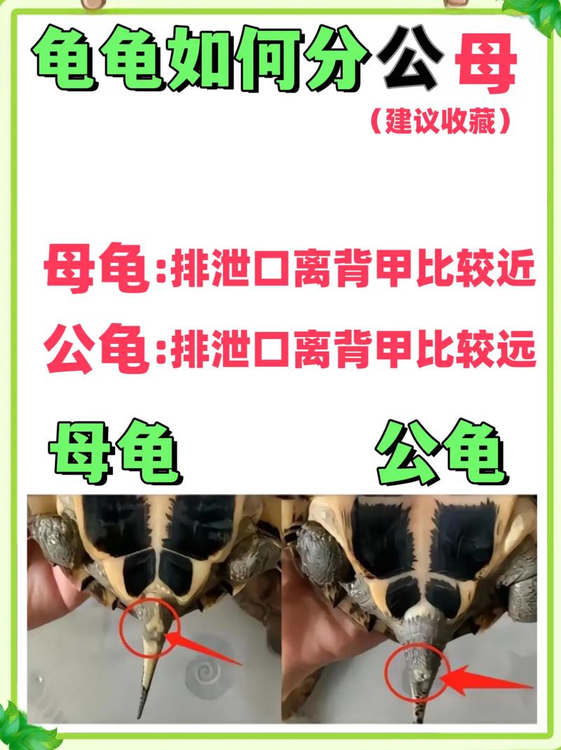 乌龟公母怎么分?看尾巴爪子就知道(乌龟公母的区别图片) 乌龟公母怎么分?看尾巴爪子就知道(乌龟公母的区别图片)