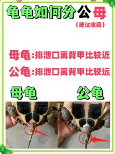 乌龟公母怎么分？看尾巴爪子就知道（乌龟公母的区别图片）