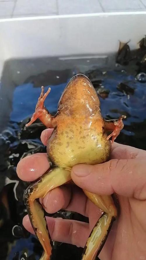 雪蛤油珍贵滋补,清炖美味需保护(东北有一种蛙叫什么) 雪蛤油珍贵滋补,清炖美味需保护(东北有一种蛙叫什么)