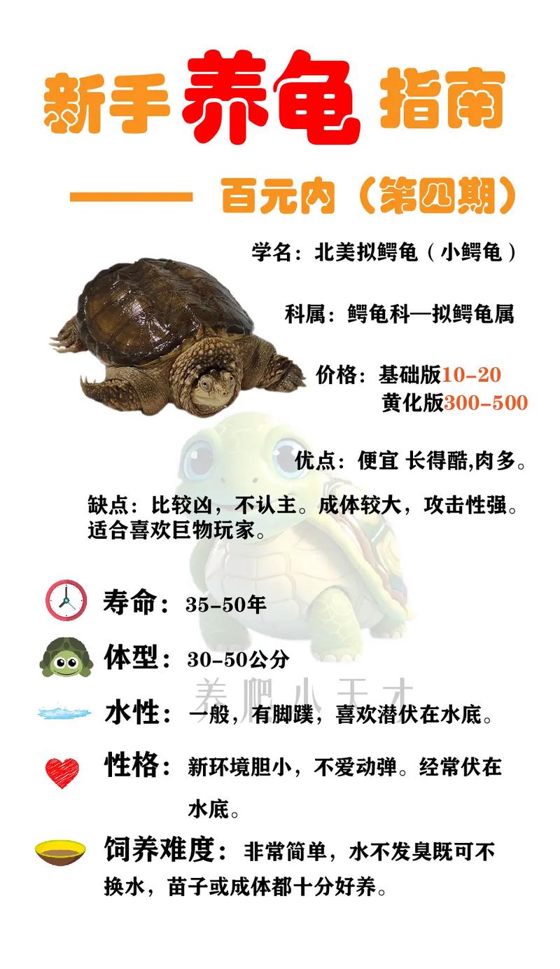 体型食性及饲养区别(大鳄龟和小鳄龟的区别) 体型食性及饲养区别(大鳄龟和小鳄龟的区别)