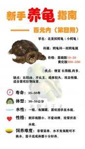 体型食性及饲养区别（大鳄龟和小鳄龟的区别）