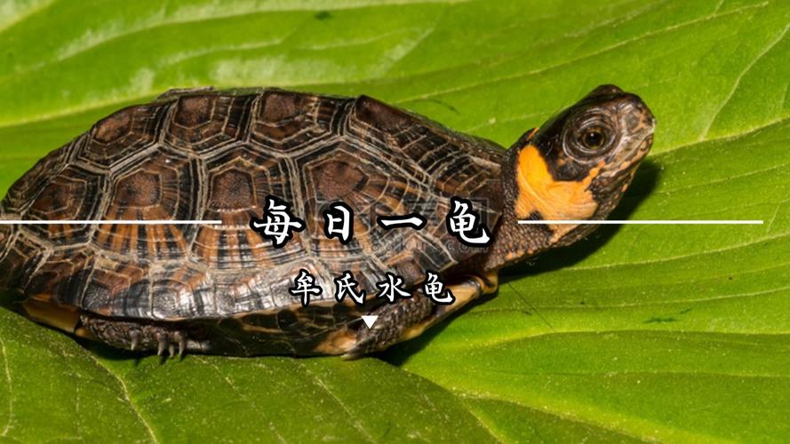 佛鳄蛋龟侧颈等(什么水龟好养互动强) 佛鳄蛋龟侧颈等(什么水龟好养互动强)