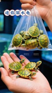 8种温顺不咬人宠物龟推荐（互动好的宠物龟）