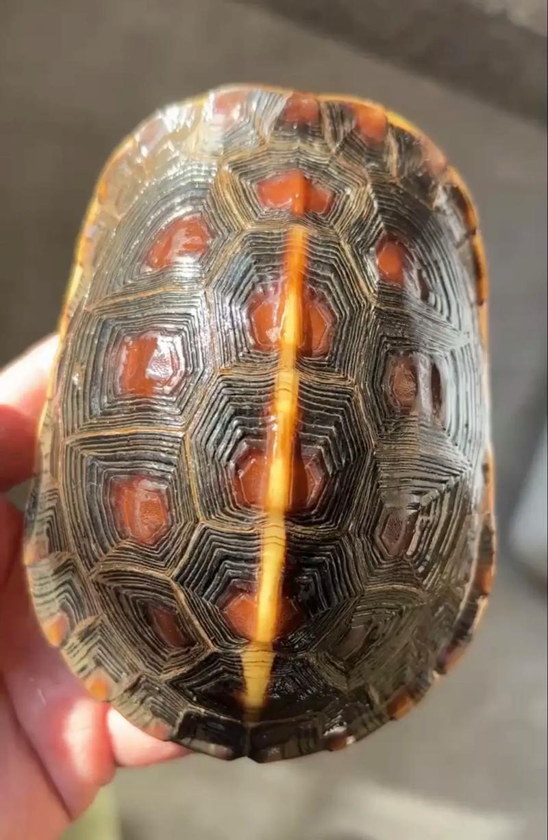 黄缘龟价格高因稀有难繁殖,龟缸清理用植物或清洁剂(黄缘龟为什么那么贵多少钱一只) 黄缘龟价格高因稀有难繁殖,龟缸清理用植物或清洁剂(黄缘龟为什么那么贵多少钱一只)