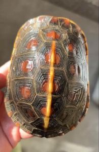 黄缘龟价格高因稀有难繁殖，龟缸清理用植物或清洁剂（黄缘龟为什么那么贵多少钱一只）