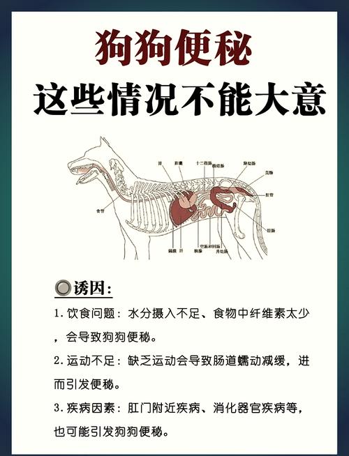 狗狗吃粑粑怎么办?营养清理看兽医!(宠物狗开始吃粑粑怎么办) 狗狗吃粑粑怎么办?营养清理看兽医!(宠物狗开始吃粑粑怎么办)
