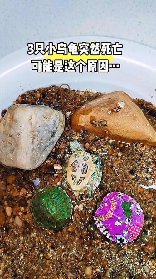 乌龟离世怎么办?土葬水葬留壳标本多种选择(乌龟死了可以直接扔吗) 乌龟离世怎么办?土葬水葬留壳标本多种选择(乌龟死了可以直接扔吗)