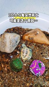 乌龟离世怎么办？土葬水葬留壳标本多种选择（乌龟死了可以直接扔吗）