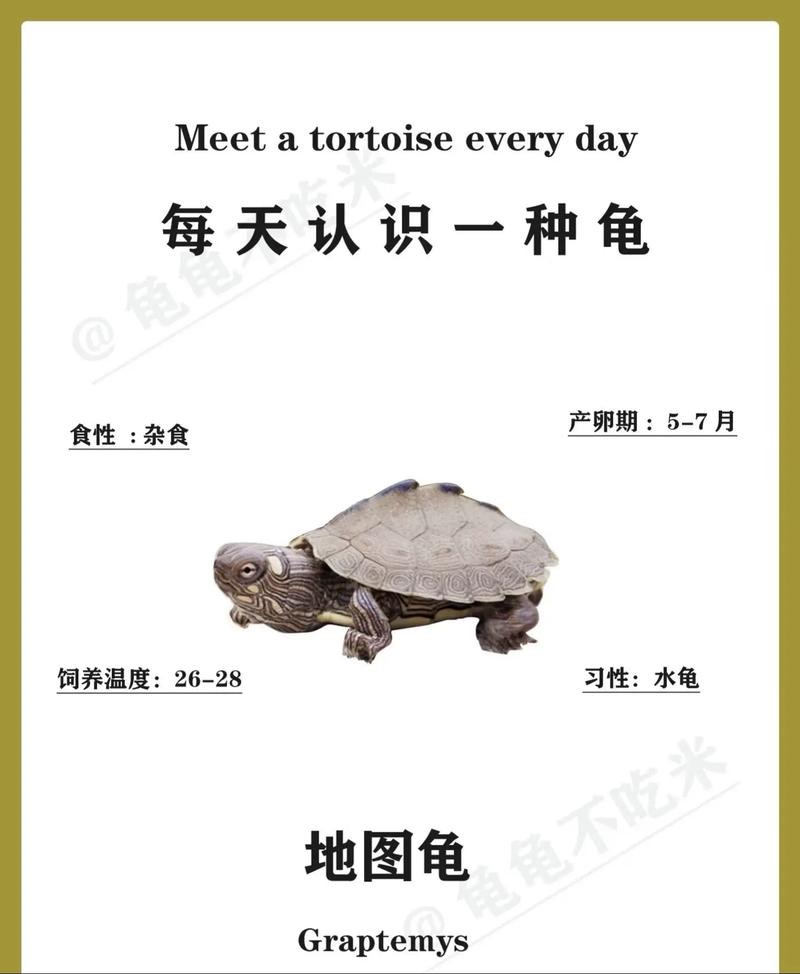 草龟地图龟能否和谐混养?(草龟和地图龟能混在一起养吗) 草龟地图龟能否和谐混养?(草龟和地图龟能混在一起养吗)