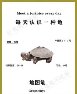 草龟地图龟能否和谐混养？（草龟和地图龟能混在一起养吗）