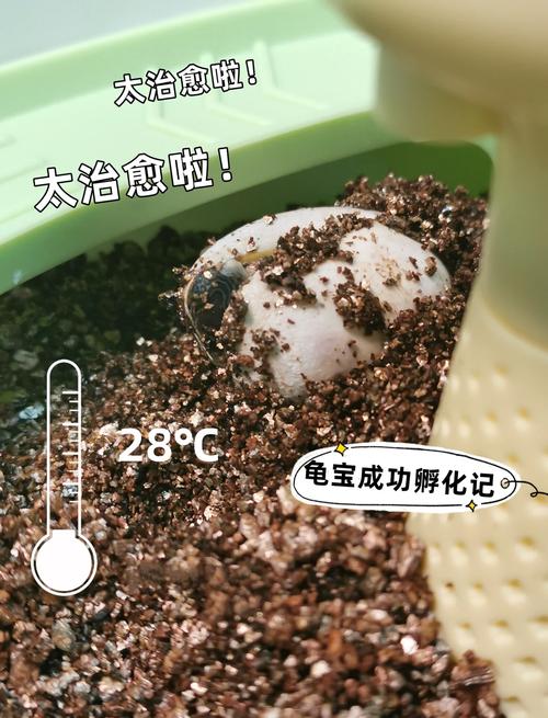 人工助产，提高稚龟成活率（黄缘龟蛋孵化过程变化图）