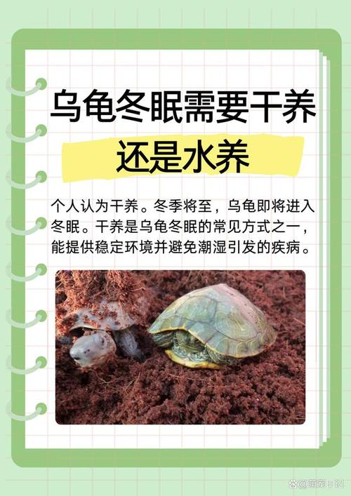 乌龟冬眠醒来怎么办?(乌龟冬眠叫醒有危险吗) 乌龟冬眠醒来怎么办?(乌龟冬眠叫醒有危险吗)