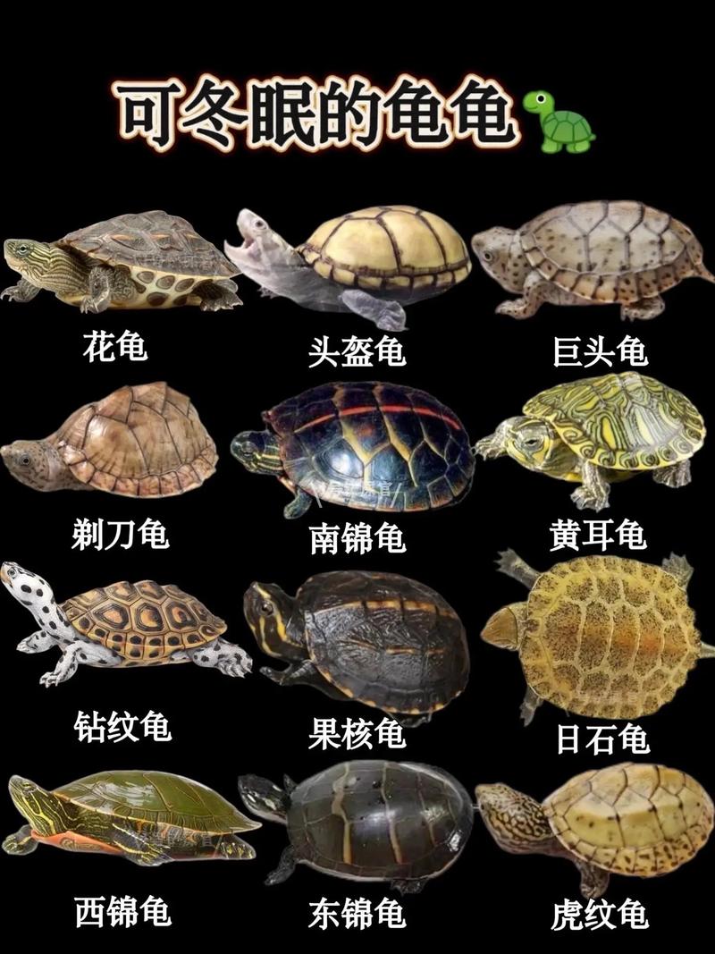 5种互动强龟种推荐(十大互动性最好的龟) 5种互动强龟种推荐(十大互动性最好的龟)
