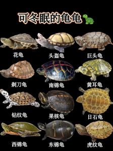 二十元内新手宠物龟，巴西草龟等可选，责任同行！（二十元以内的乌龟）
