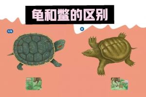 乌龟认主易养，需长期耐心陪伴（乌龟有智商和感情吗）