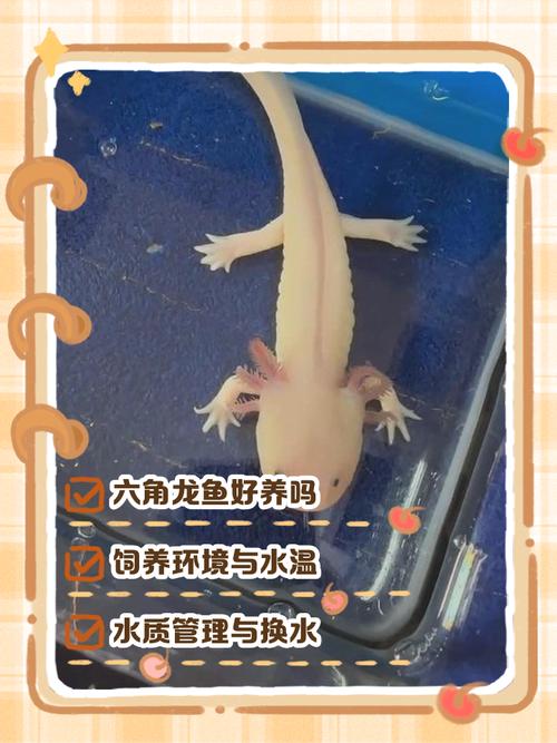 八角鱼呆萌治愈,是蝾螈宠物易养!(宠物八角鱼是蝾螈吗) 八角鱼呆萌治愈,是蝾螈宠物易养!(宠物八角鱼是蝾螈吗)