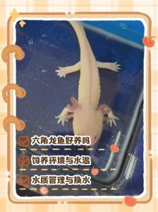 八角鱼呆萌治愈，是蝾螈宠物易养！（宠物八角鱼是蝾螈吗）