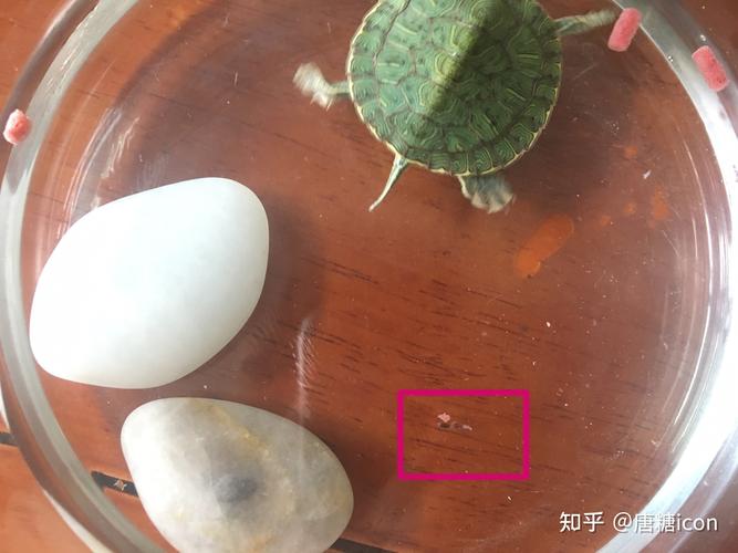 乌龟粪便异常?注意健康与饲养!(乌龟粪便是什么样的) 乌龟粪便异常?注意健康与饲养!(乌龟粪便是什么样的)