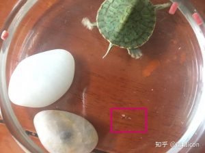 乌龟粪便异常？注意健康与饲养！（乌龟粪便是什么样的）