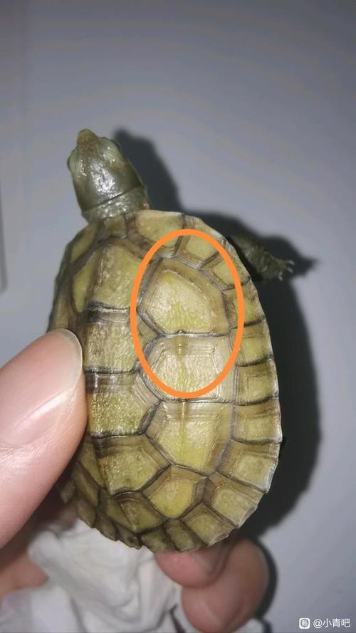 小乌龟壳发白怎么办?(小乌龟壳中间发白) 小乌龟壳发白怎么办?(小乌龟壳中间发白)
