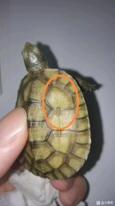小乌龟壳发白怎么办？（小乌龟壳中间发白）