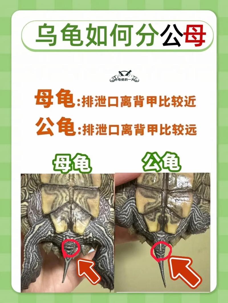 龟壳纹看年龄?(怎么看乌龟多大了) 龟壳纹看年龄?(怎么看乌龟多大了)