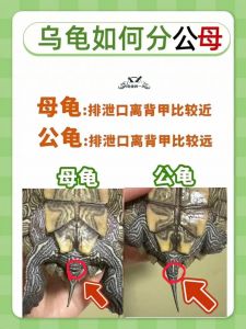 龟壳纹看年龄？（怎么看乌龟多大了）