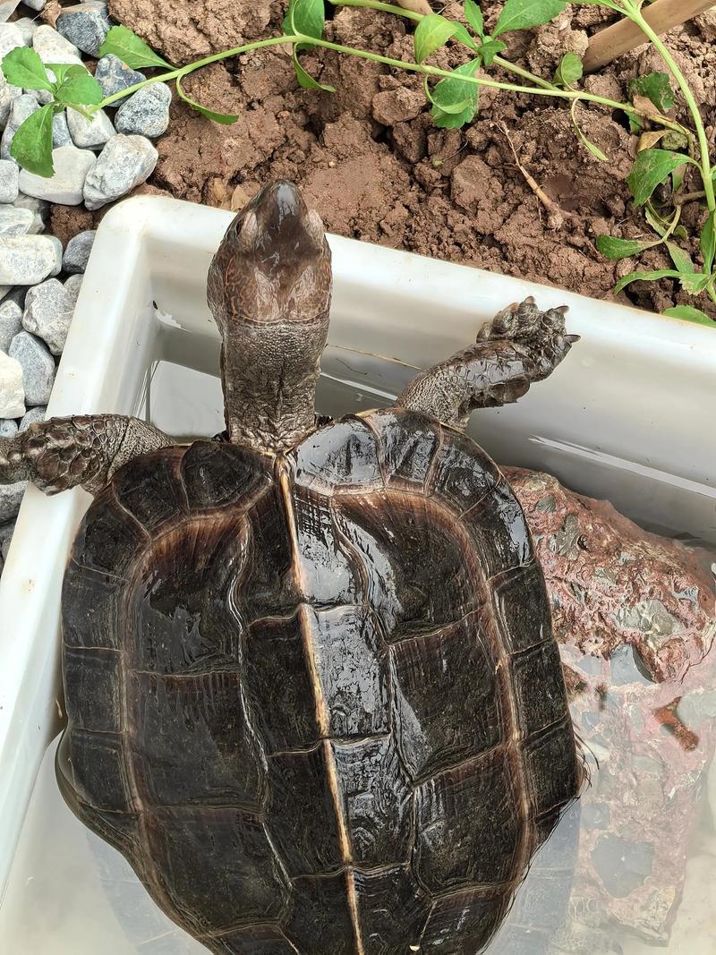 仅存斑鳖,龟类保护希望(亚洲只剩一只的乌龟) 仅存斑鳖,龟类保护希望(亚洲只剩一只的乌龟)