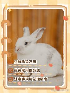 兔子咬人怎么办？防咬小妙招（宠物兔咬人怎么处理）