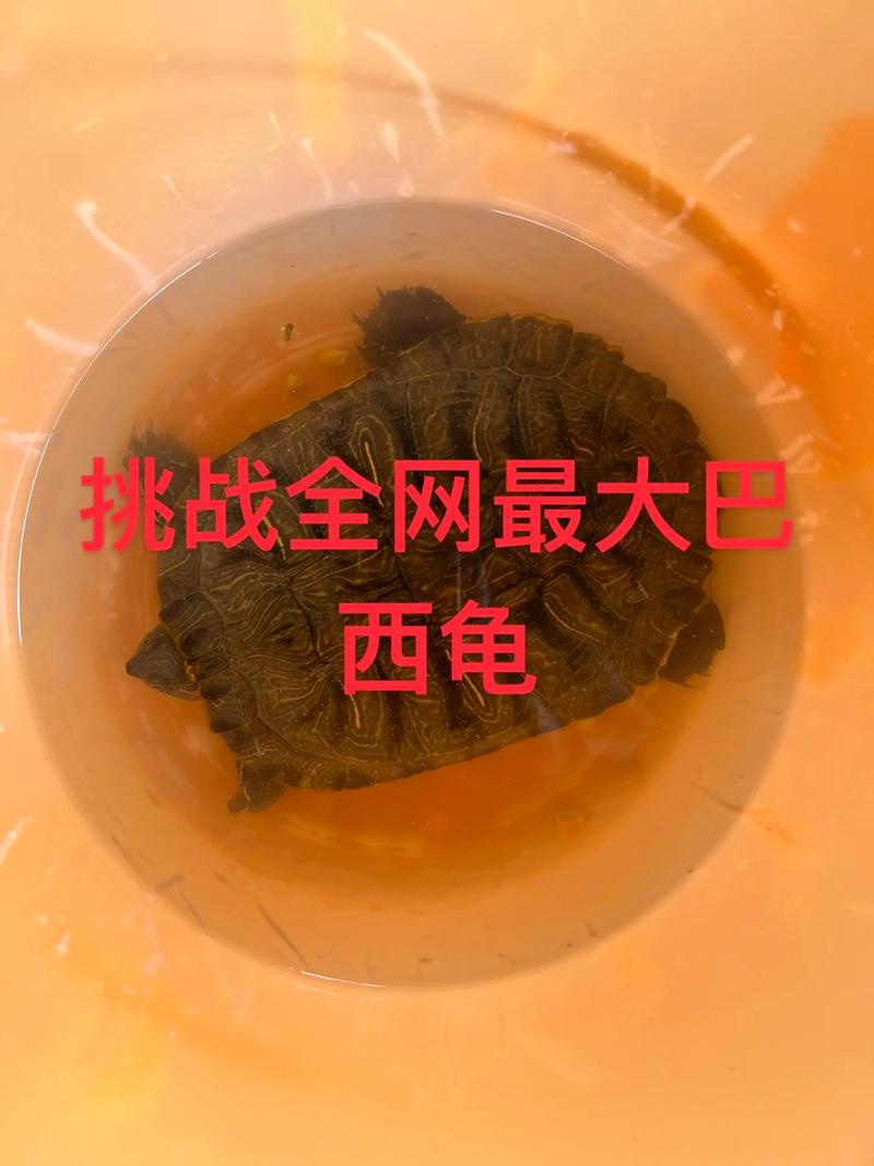 野生巨无霸,家中难长成(大乌龟壳是多大的) 野生巨无霸,家中难长成(大乌龟壳是多大的)