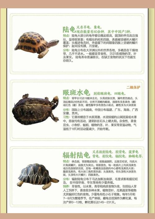 乌龟品种多,皮实红耳黄缘选一个!(乌龟品种图片大全) 乌龟品种多,皮实红耳黄缘选一个!(乌龟品种图片大全)