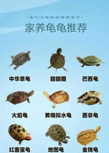 养互动龟？钻纹龟黄缘闭壳龟很亲人！（哪个宠物龟可以互动）