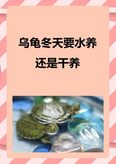 冬天养龟保暖,喂食减量,防逃跑(冬天的小乌龟怎么养) 冬天养龟保暖,喂食减量,防逃跑(冬天的小乌龟怎么养)