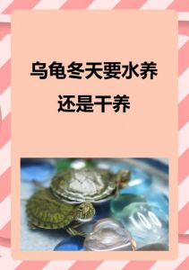 冬天养龟保暖，喂食减量，防逃跑（冬天的小乌龟怎么养）
