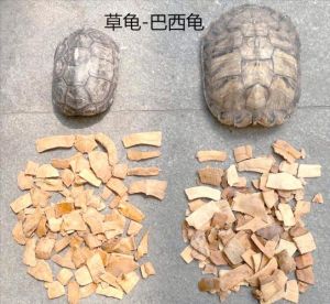 巴西龟草龟互动谁强？养龟乐趣在陪伴！（巴西龟和草龟的互动性哪个更强）
