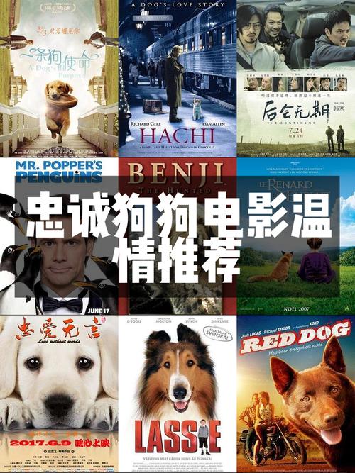 狗狗电影感人至深,看动物电影治愈心灵(关于宠物犬的电影) 狗狗电影感人至深,看动物电影治愈心灵(关于宠物犬的电影)