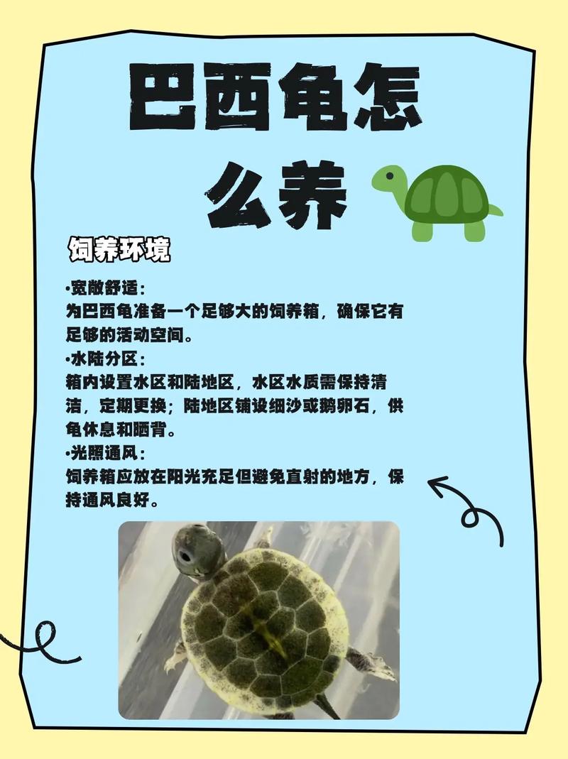 容器温度喂食及日常护理要点(家养的小乌龟怎么养) 容器温度喂食及日常护理要点(家养的小乌龟怎么养)