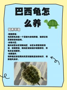 容器温度喂食及日常护理要点（家养的小乌龟怎么养）