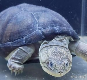 养宠物龟，黄缘闭壳龟最亲人！（互动性最高的宠物龟）